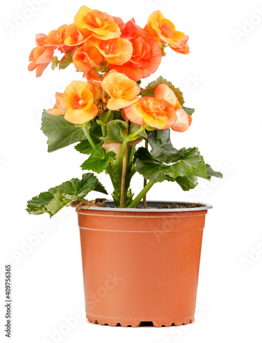 Orange Begonia, flowers in a brown pot , Begonia Tuberhybrida on white background