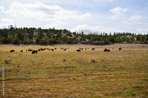 Herd of Bison or American Buffalo in high plains field in Utah © JMP Traveler