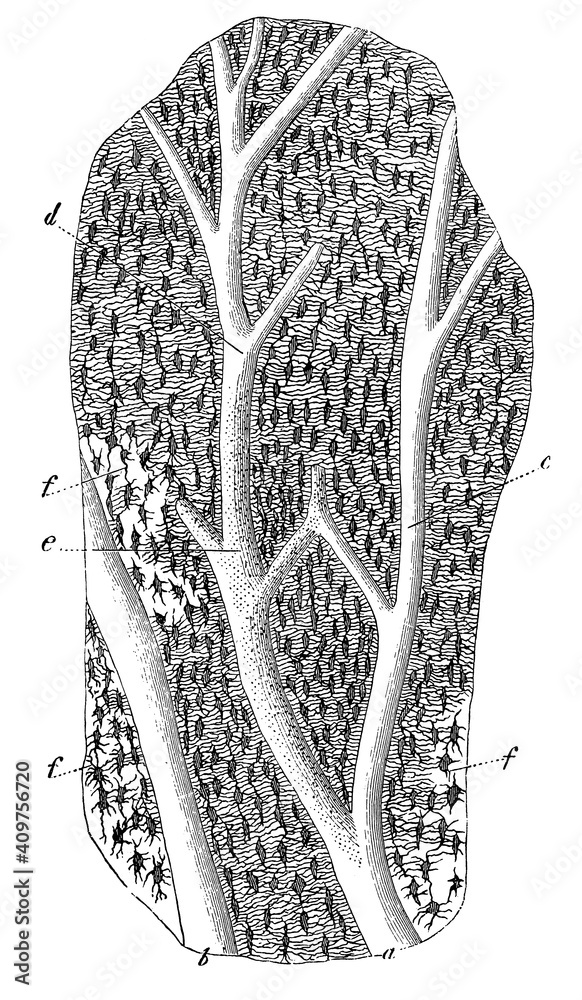 Obraz premium Vertical section through a human bone. Illustration of the 19th century. Germany. White background.