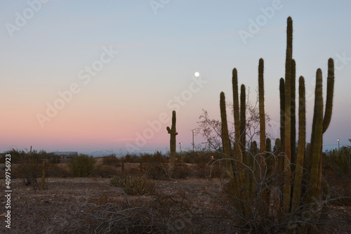 Organ pipe cactus in desert with moon in the sky at sunset the day after rare weather winter storm in Phoenix, Arizona, USA. Mountain with snow in the background.