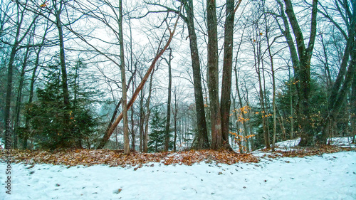 Snowy woodland in winter