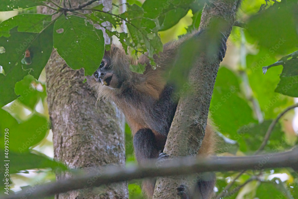 Obraz premium Geoffroys spider monkey in a Rain Forest Tree