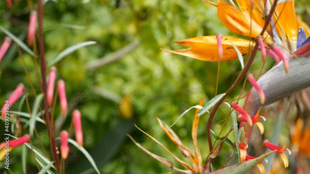 Strelitzia bird of paradise tropical crane flower, California USA. Orange exotic vivid floral blossom, amazon jungle rainforest atmosphere, natural lush foliage, trendy houseplant for home gardening.
