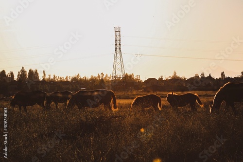 caballos en atardecer