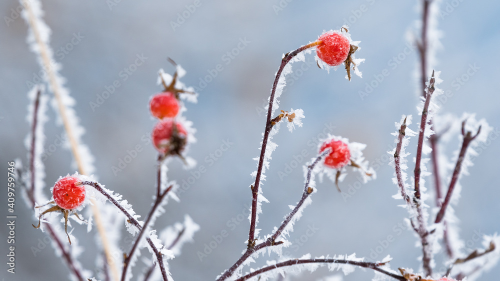 Red wild berries bush covered in beautiful hoar frost ice crystals and snow. Winter nature scene and Christmas season background Red wild berries bush covered in beautiful hoar frost ice crystals and snow. Winter nature scene and Christmas season background