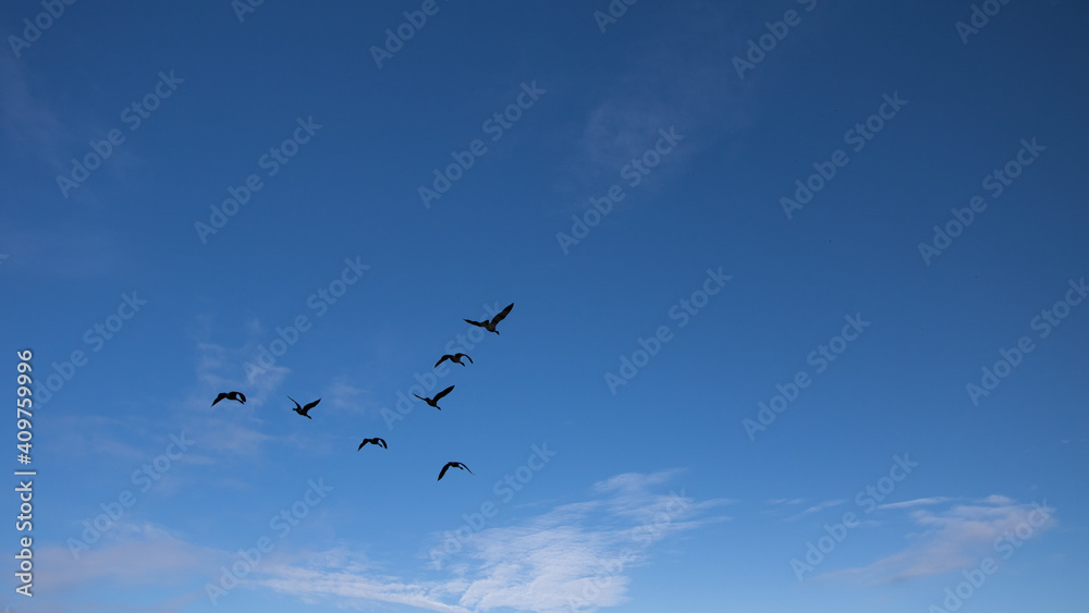 Birds Flying in Avila Beach, California