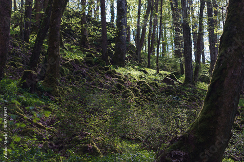 Beautiful green moss covered stones on forest ground in golden sunlight © Sebastian