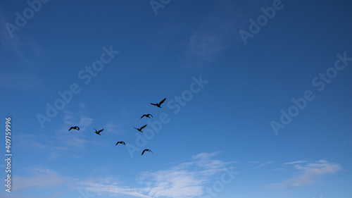 Birds Flying in Avila Beach  California