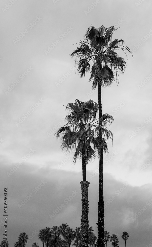 Fototapeta Palm Tress przy plaży w czerni i bieli