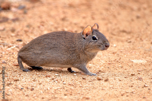  Brazilian guinea pig (Galea spixii) in the midst of wildlife, Northeastern Caatinga in Brazil photo