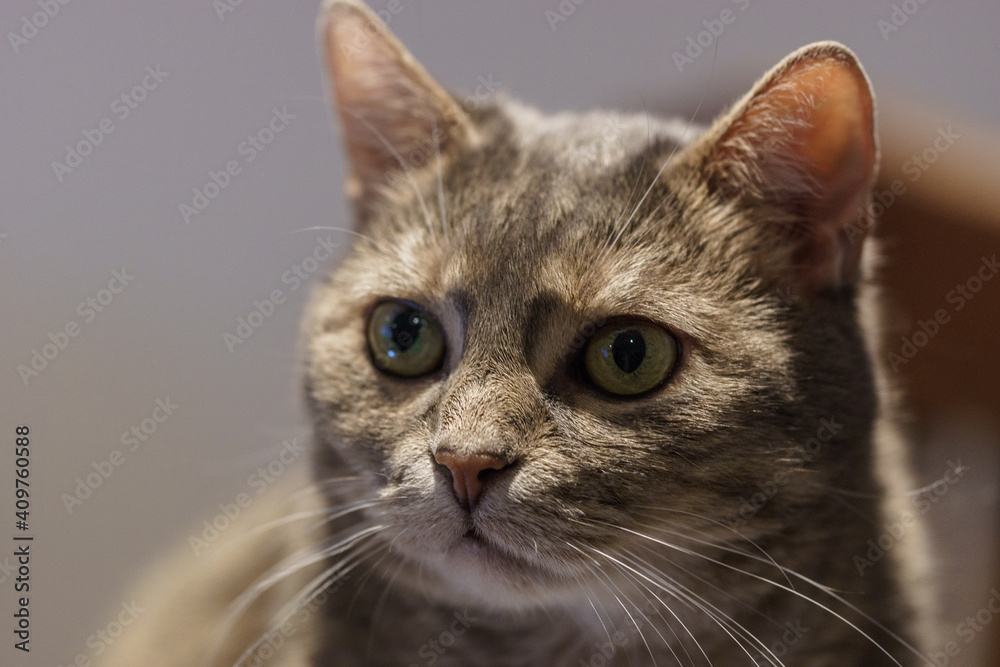 portrait of domestic cat with lights and shadows portrait of domestic cat with lights and shadows
