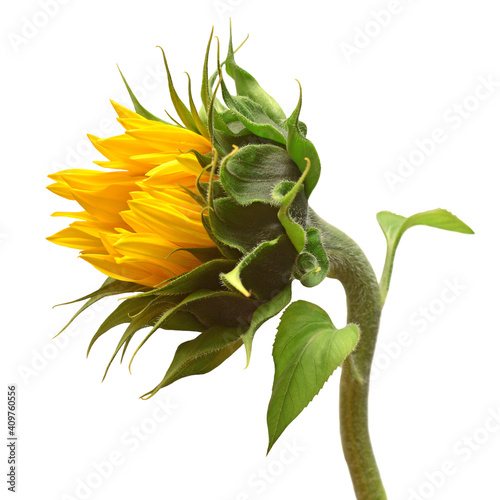 Closed and and opening sunflower isolated on white background. Flower. Flat lay, top view
