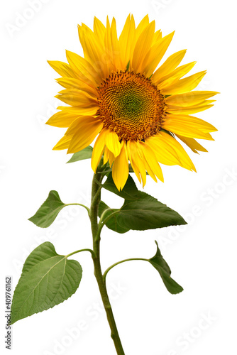 Fototapeta Naklejka Na Ścianę i Meble -  Sunflower isolated on white background. Sun symbol. Flowers yellow, agriculture. Seeds and oil. Flat lay, top view. Bio. Eco. Creative