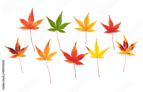 Autumn japanese maple leaа isolated on white background. Flat lay, top view