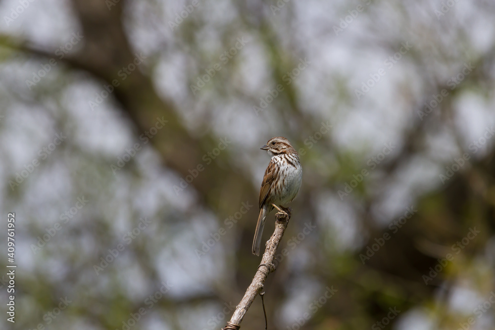 Song Sparrow sitting on an isolated perch Song Sparrow sitting on an isolated perch