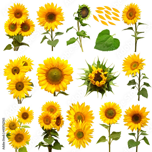 Fototapeta Naklejka Na Ścianę i Meble -  Collection of sunflower flowers in different stages of growth, elements bouquet and leaf, petal isolated on white background. The seeds and oil. Floral arrangement. Flat lay, top view