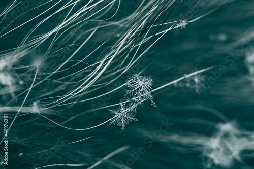 Snowflakes lie on long natural fur, fur fibers are visible, real macro