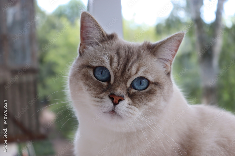 Beautiful white cat with blue eyes at the window. Neva Masquerade Siberian cat breed.