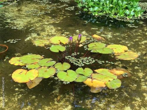 Nymphaea alba, white water lily, white water rose or white nenuphar. aquatic flowering plant in the botanical garden in buenos aires argentina. close-up photo. 