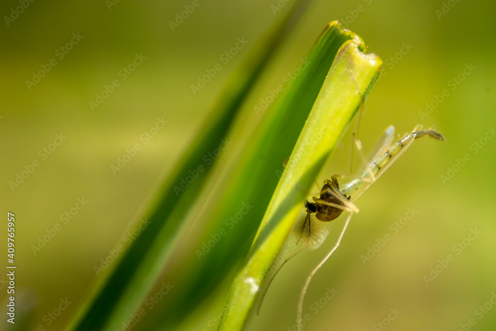 Fototapeta premium Crane flies buys on the grass close up