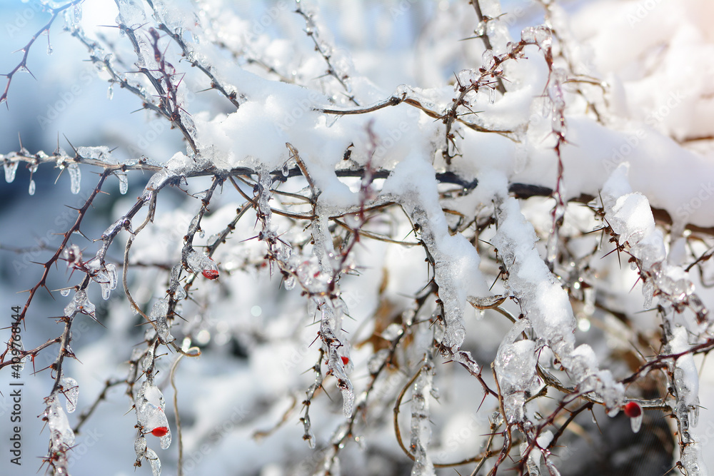 The branches of the bush are covered with ice, icing. Frost after thaw. A sharp change in the weather. The branches of the bush are covered with ice, icing. Frost after thaw. A sharp change in the weather.