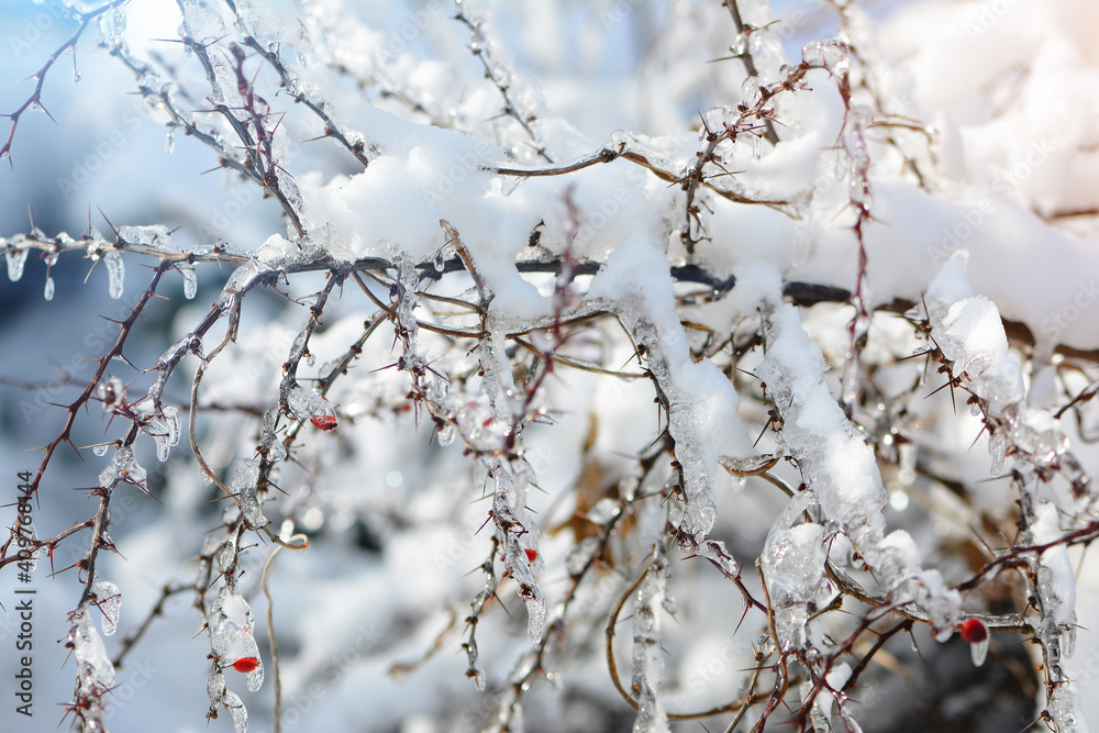 The branches of the bush are covered with ice, icing. Frost after thaw. A sharp change in the weather.