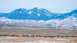 Bison Herd in Snowy Montana