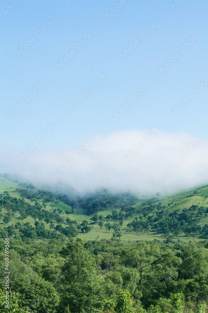 Green forest on a background of fog