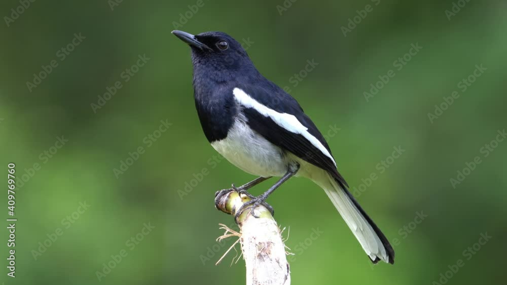Oriental Magpie Robin calling on the tree branch.