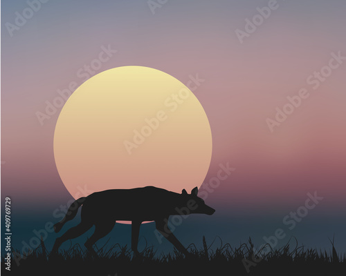 A Wolf Walking Under The Sunset