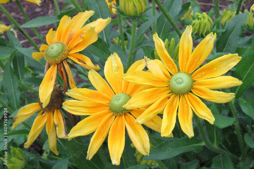 nice flower nice flower