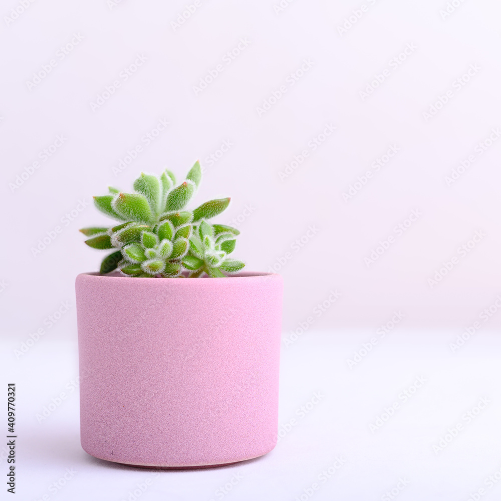 Succulent on table Succulent on table
