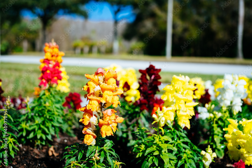 Beautiful garden flower in winter of Florida Beautiful garden flower in winter of Florida