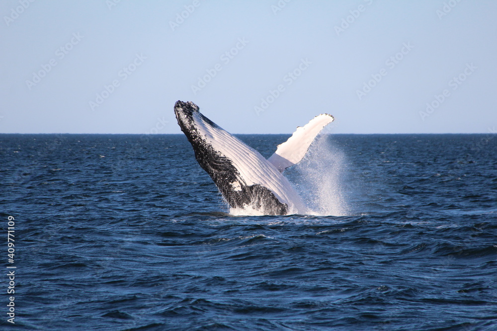 Fototapeta premium Humpback Whale Breaching