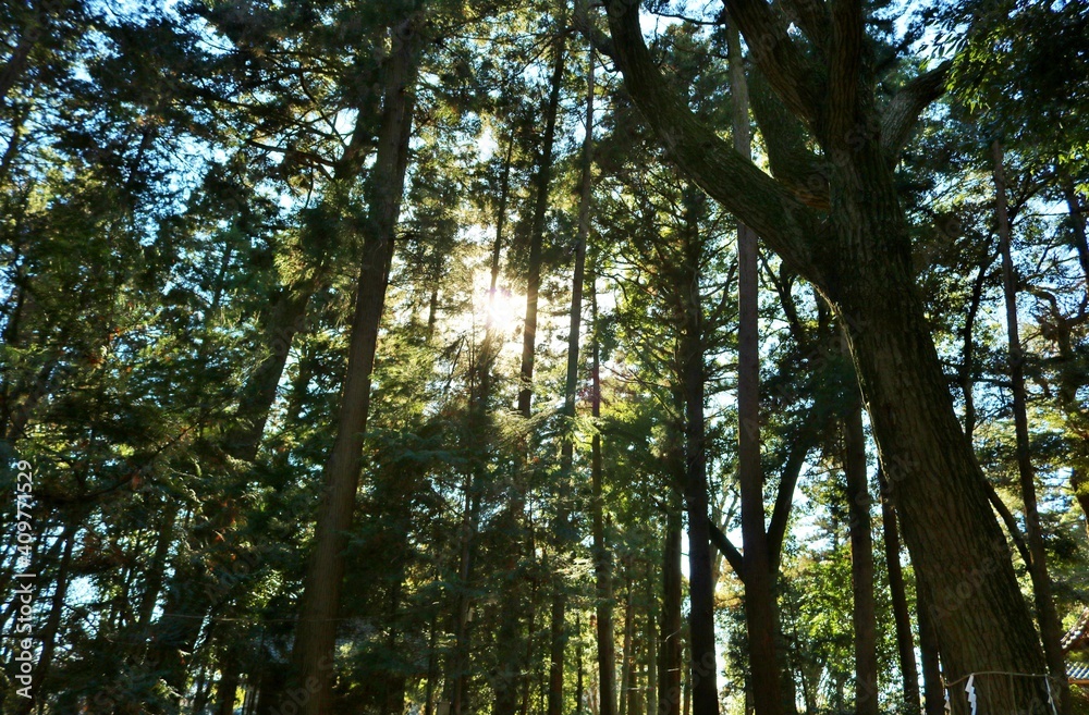 Fototapeta premium 冬の森 陽ざし 風景