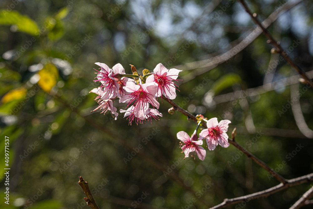 Obraz premium Cherry blossom