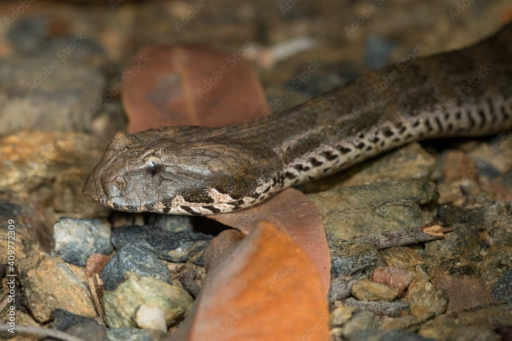 Fototapeta premium Northern Death Adder (Acanthophis praelongus), a dangerously venomous species of elapid snake found in northern Australia and Papua New Guinea.