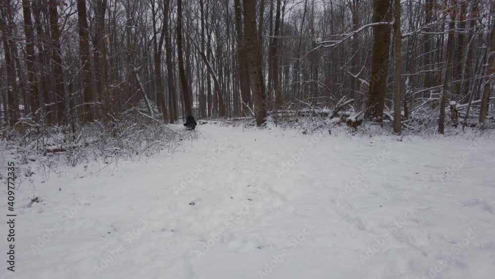 A woman wearing black winter clothes, boots and gloves is on a snow sled, accerelating downhill on snow covered slope into the woods. Panning footage with winter landscape. A woman wearing black winter clothes, boots and gloves is on a snow sled, accerelating downhill on snow covered slope into the woods. Panning footage with winter landscape.