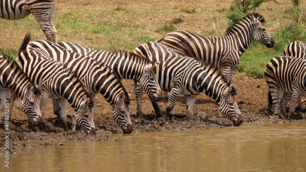 Group of Zebras gather at sunny, muddy pond for a drink of water Group of Zebras gather at sunny, muddy pond for a drink of water
