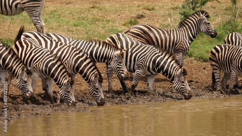 Group of Zebras gather at sunny, muddy pond for a drink of water