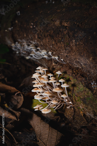Mycena Mushrooms - Fungi