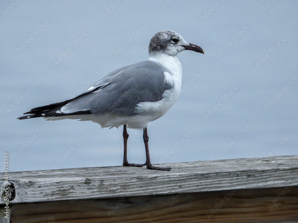 Seagull on the Pier