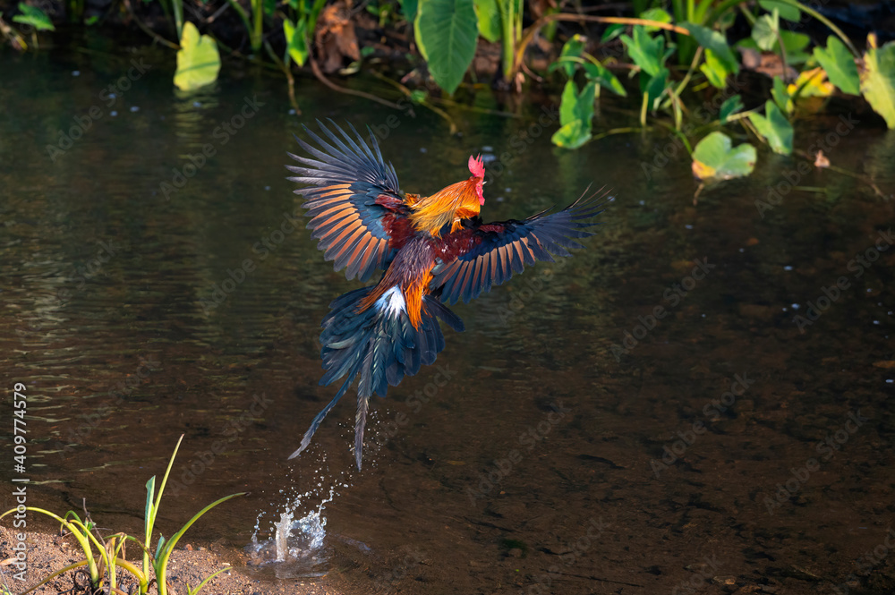 Male of red jungle fowl flying Male of red jungle fowl flying