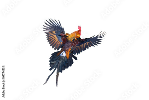 Vászonkép Red jungle fowl flying isolated on white background