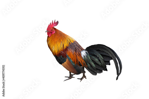 Fototapet Red jungle fowl isolated on white background