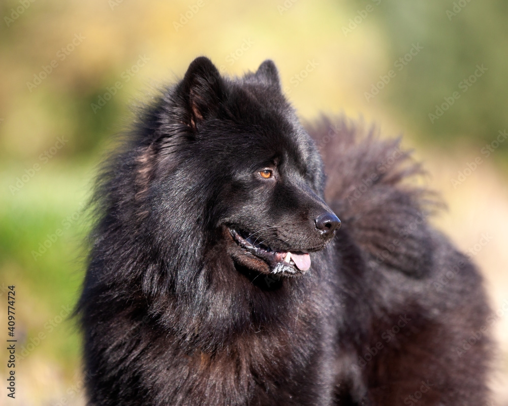 The Eurasier, or Eurasian dog, a breed of dog of the spitz type The Eurasier, or Eurasian dog, a breed of dog of the spitz type