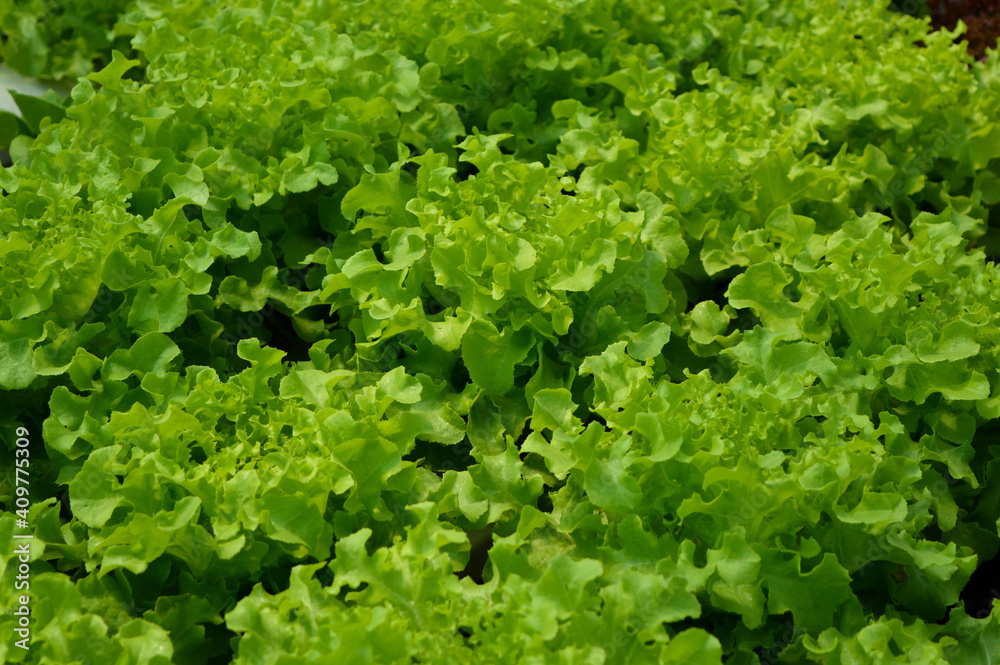 Fresh green vegetables in the vegetable field Fresh green vegetables in the vegetable field