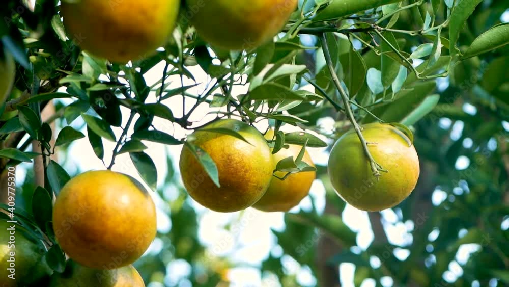 Oranges hanging on branches of orange tree before harvesting in the orchard in the morning. Orange fruit tree background. Oranges hanging on branches of orange tree before harvesting in the orchard in the morning. Orange fruit tree background.