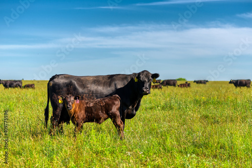 A black angus cow and calf graze on a green meadow.