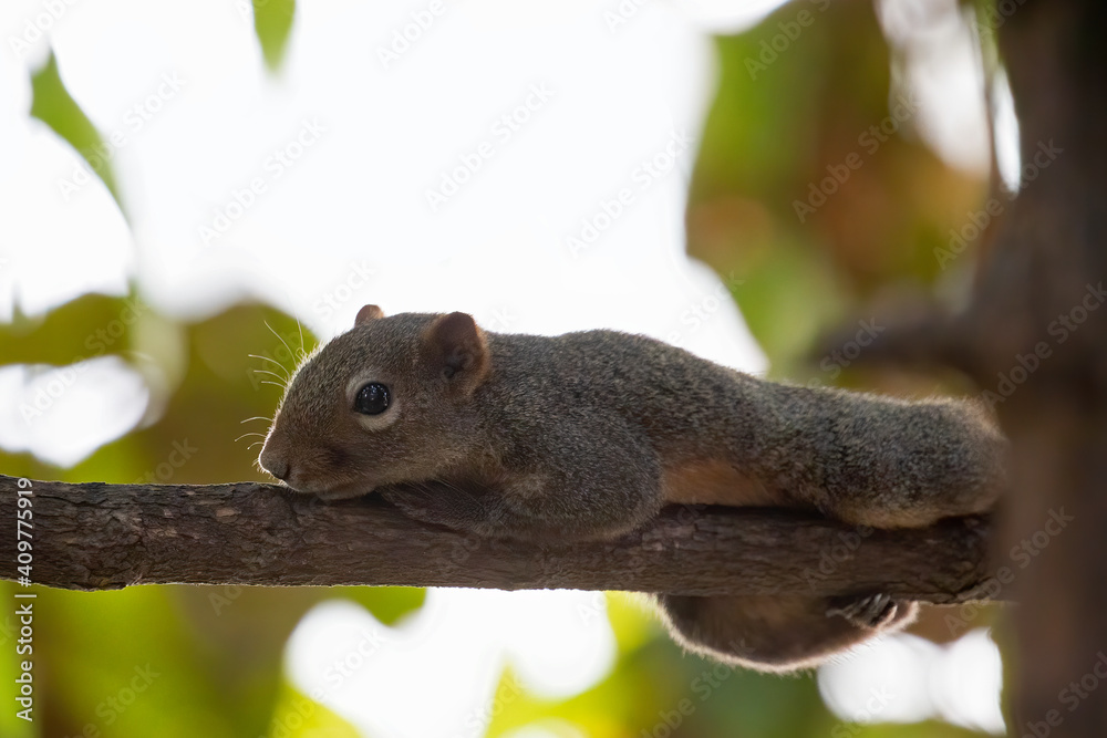 Close-up Squirrel was Perched on a Branch Close-up Squirrel was Perched on a Branch
